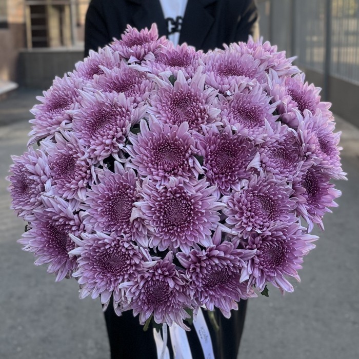 Хризантема сиреневая