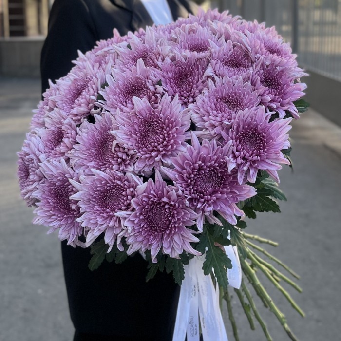 Хризантема сиреневая