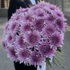 Хризантема сиреневая