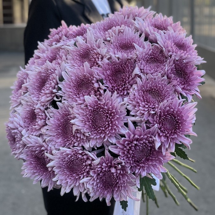Хризантема сиреневая