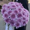 Хризантема сиреневая