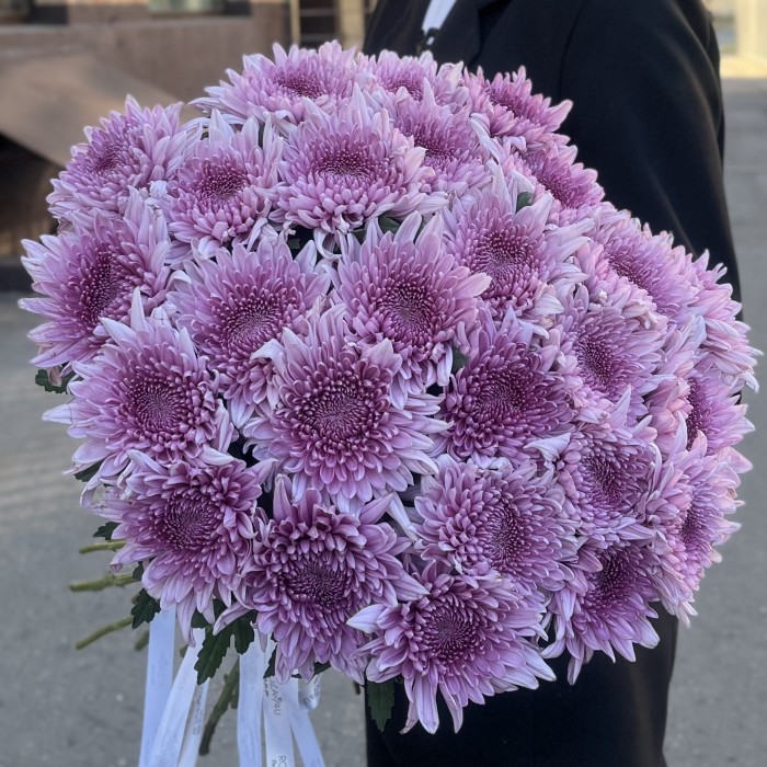 Хризантема сиреневая