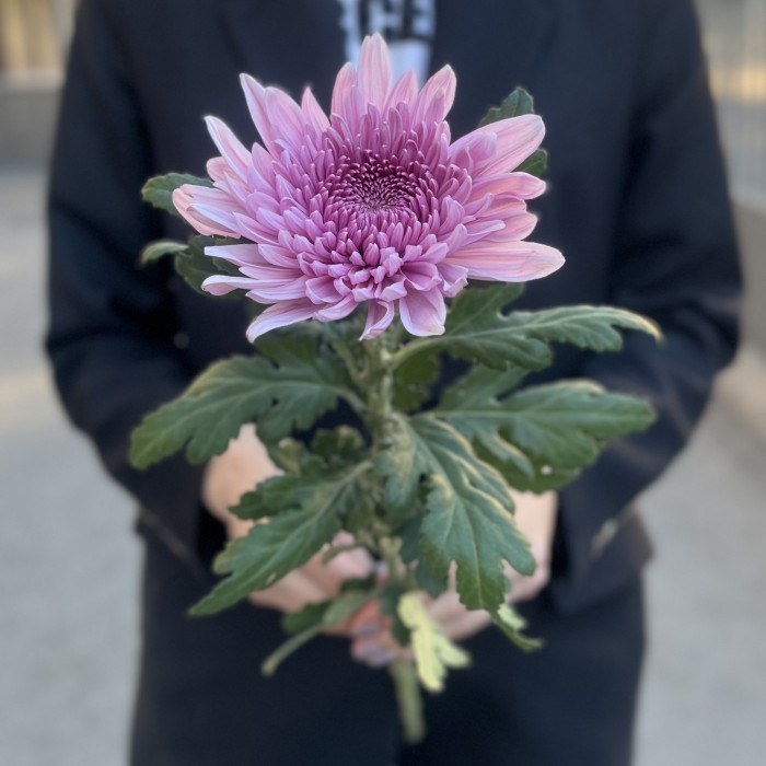 Хризантема сиреневая