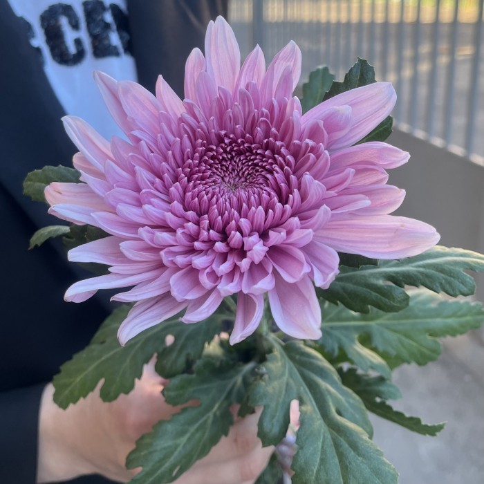 Хризантема сиреневая