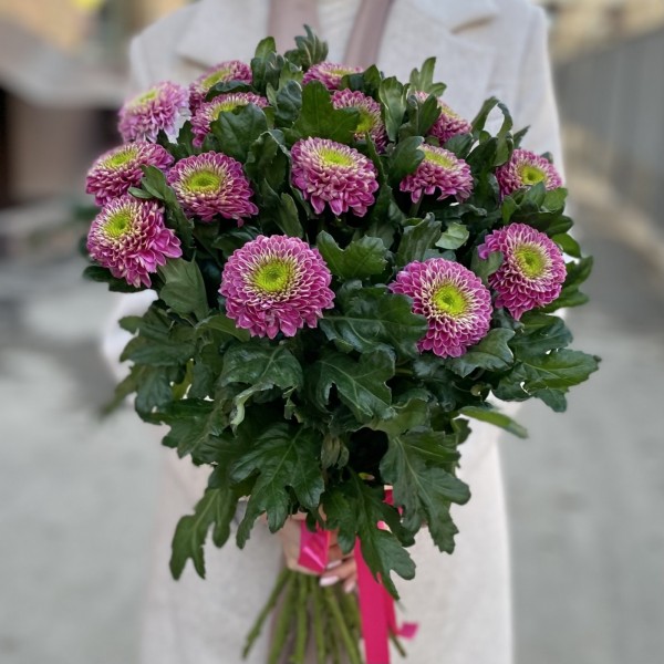 Хризантема темно-розовая Сувенир