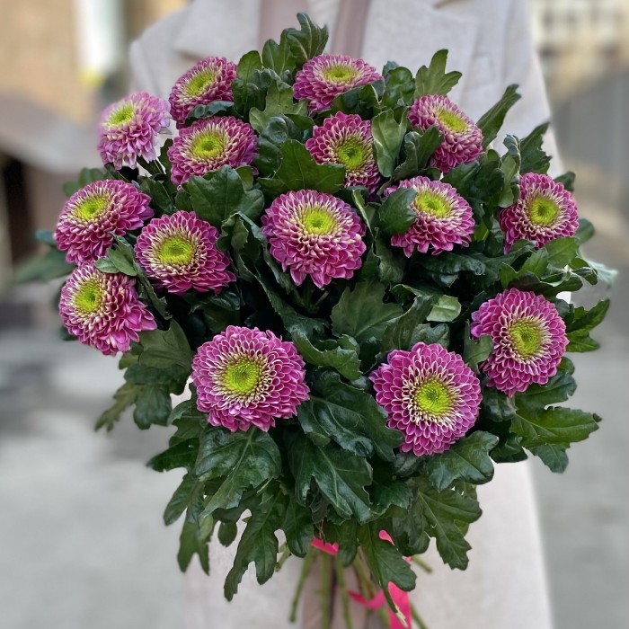 Хризантема темно-розовая Сувенир