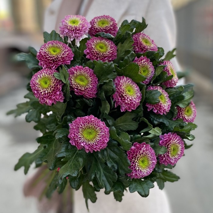 Хризантема темно-розовая Сувенир