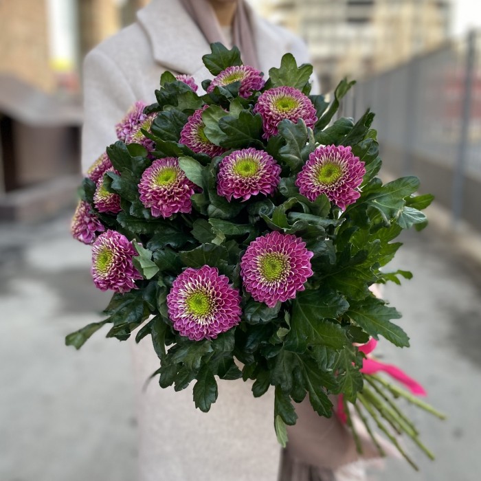 Хризантема темно-розовая Сувенир