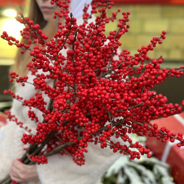 Илекс Красный