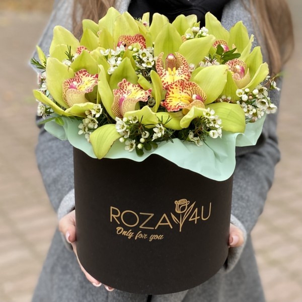 Изящные зеленые орхидеи в коробке