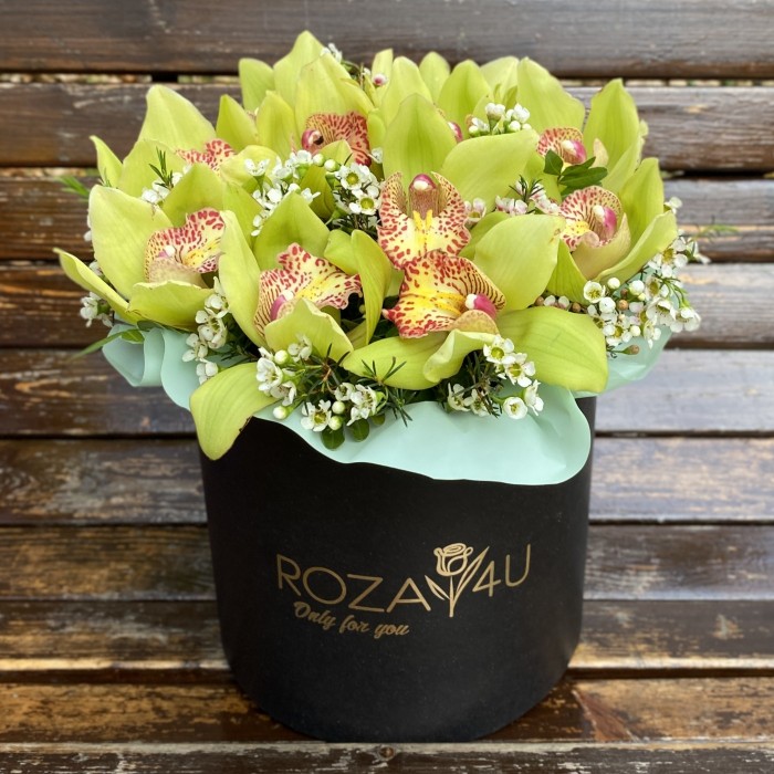 Изящные зеленые орхидеи в коробке