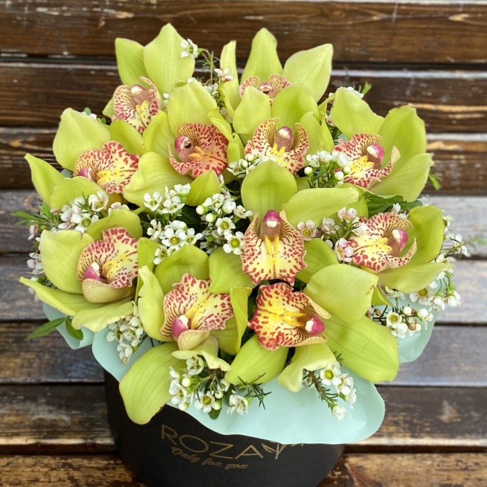 Изящные зеленые орхидеи в коробке