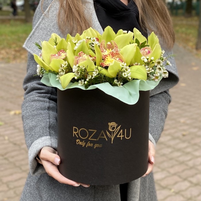 Изящные зеленые орхидеи в коробке