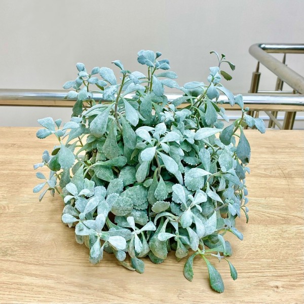 Каланхоэ Пумила