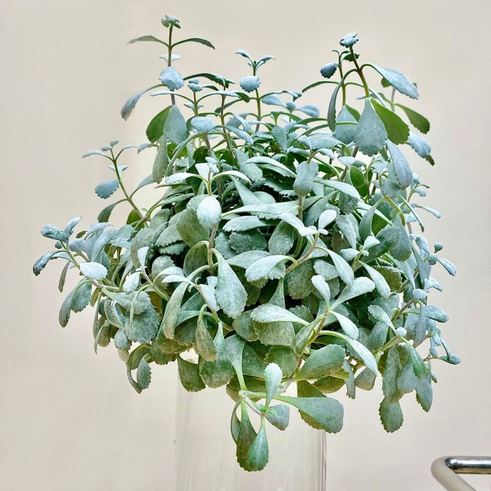 Каланхоэ Пумила