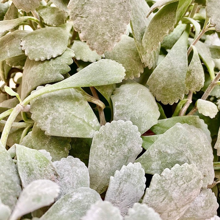 Каланхоэ Пумила