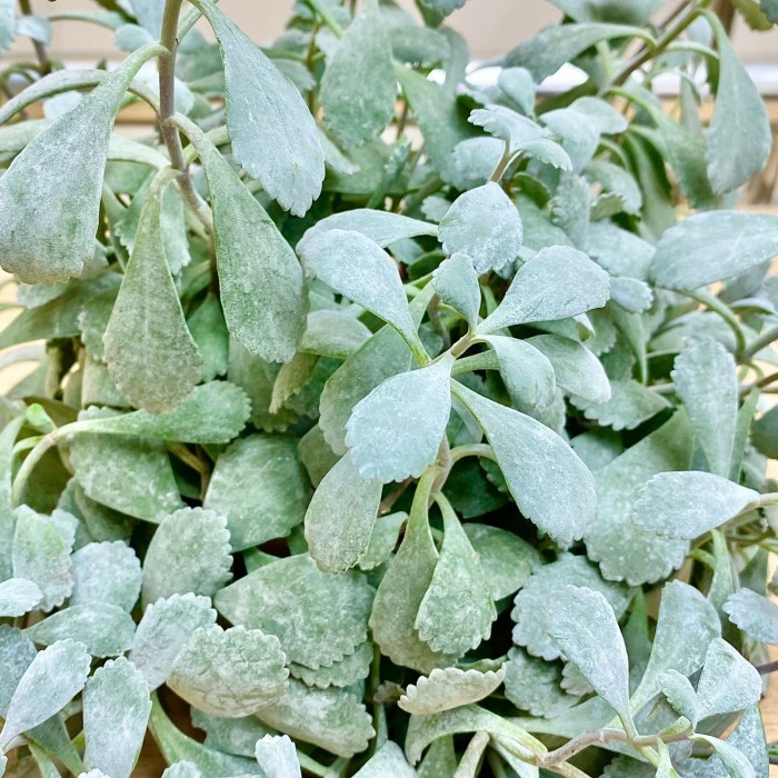 Каланхоэ Пумила