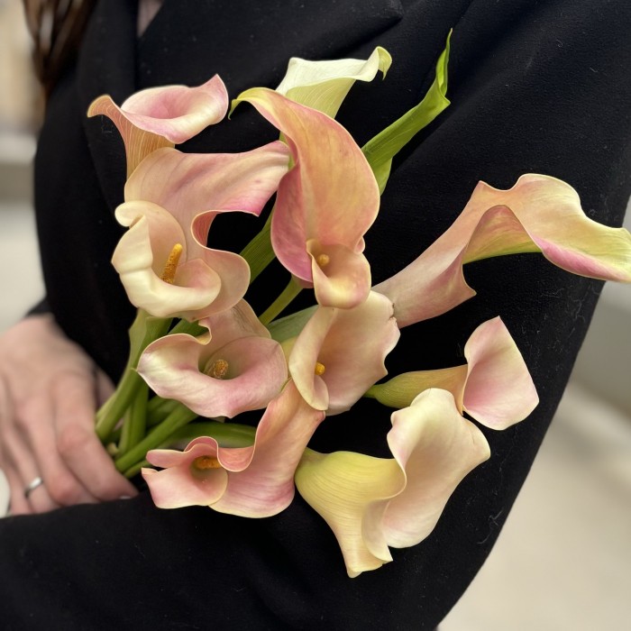 Калла бело-розовая