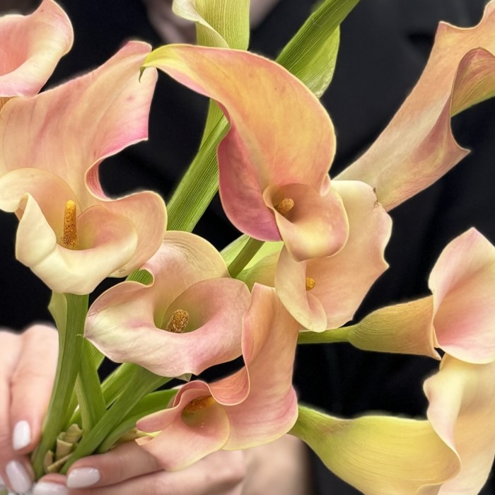 Калла бело-розовая