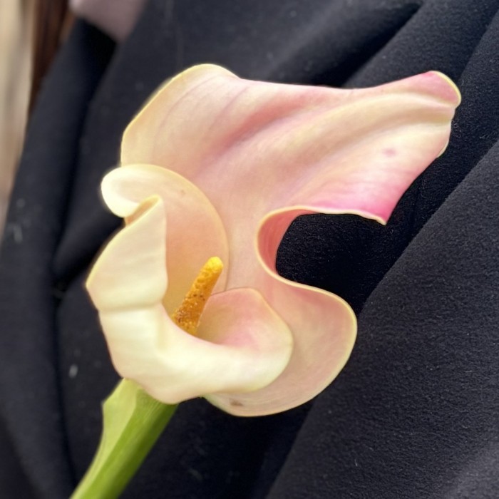 Калла бело-розовая