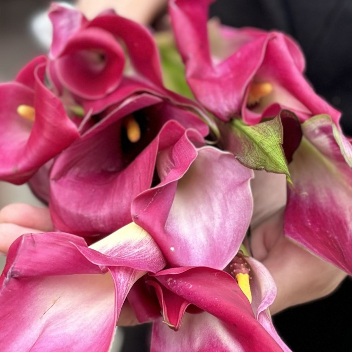 Калла малиновая