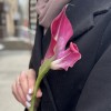 Калла малиновая