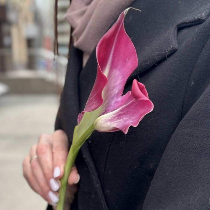 Калла малиновая