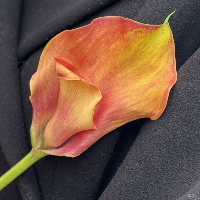 Калла оранжевая