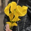 Калла желтая