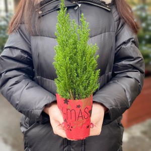 Кипарисовик Элвуди в пакете