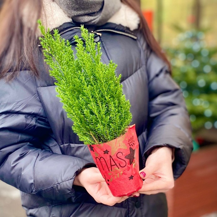 Кипарисовик Элвуди в пакете