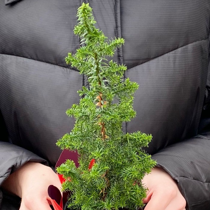 Кипарисовик Хамаи