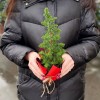 Кипарисовик Хамаи