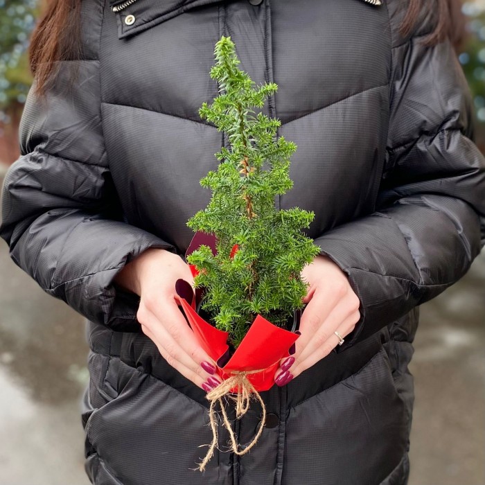 Кипарисовик Хамаи