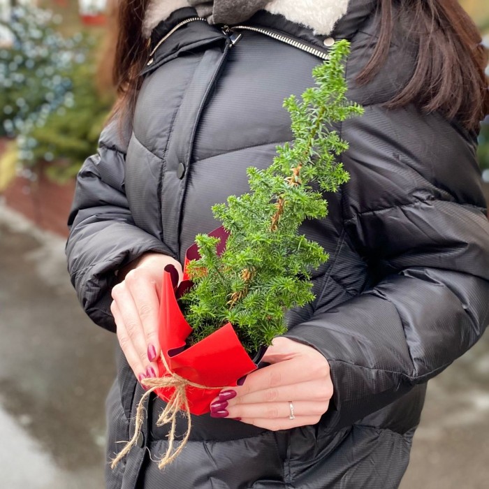 Кипарисовик Хамаи