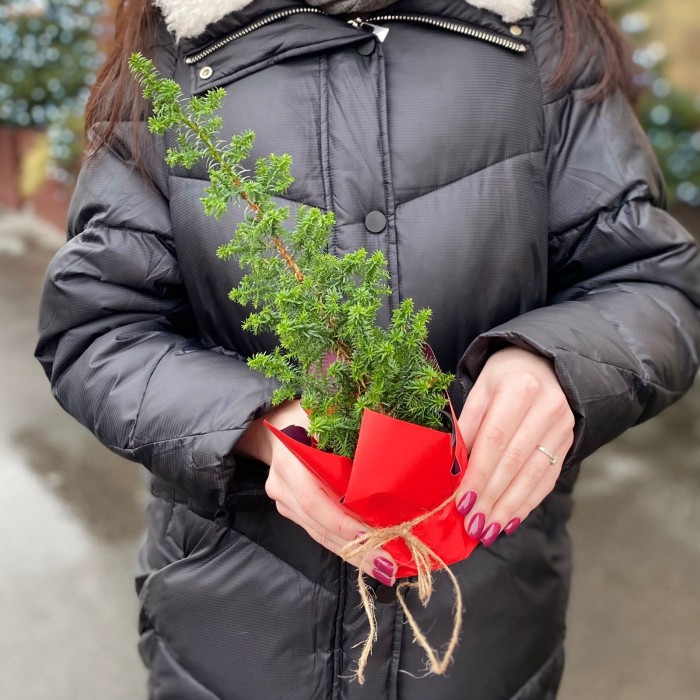 Кипарисовик Хамаи