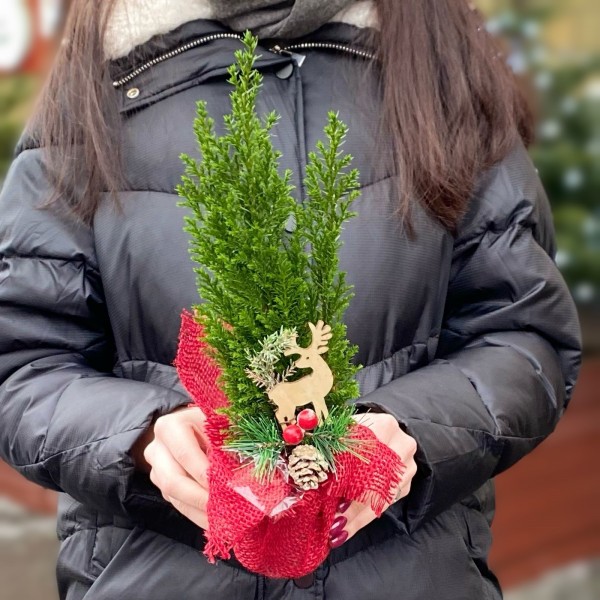 Кипарисовик со стикером в мешковине