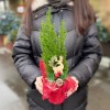 Кипарисовик со стикером в мешковине