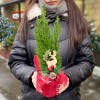Кипарисовик со стикером в мешковине