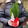 Кипарисовик в пакете с Сантой