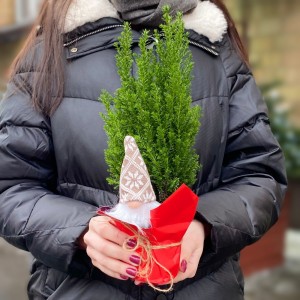 Кипарисовик в пакете с Сантой