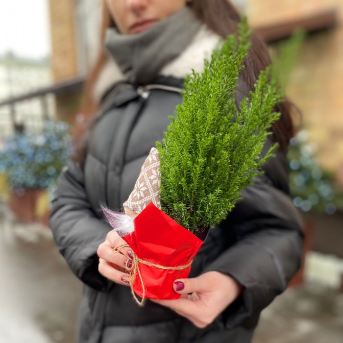 Кипарисовик в пакете с Сантой