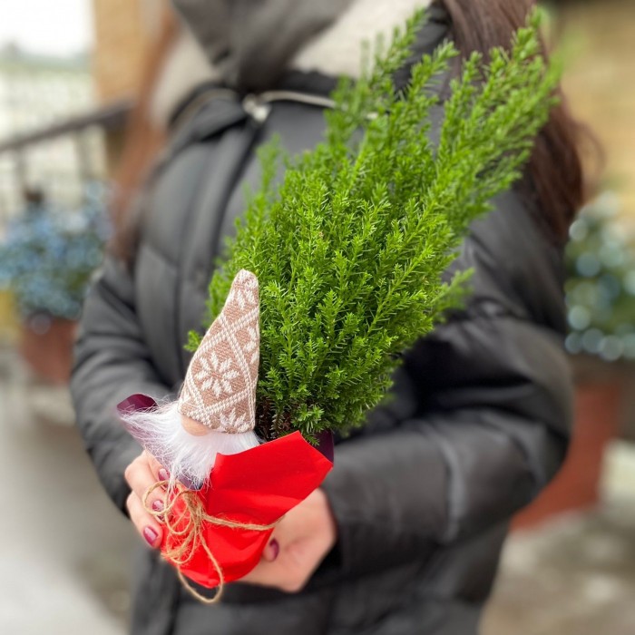 Кипарисовик в пакете с Сантой