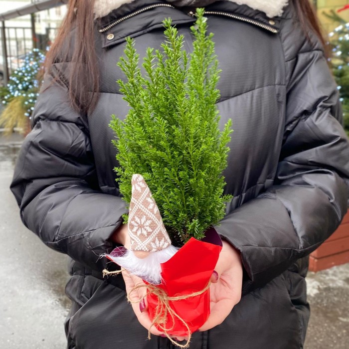 Кипарисовик в пакете с Сантой