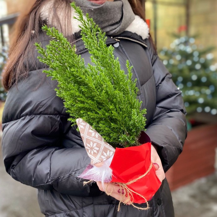 Кипарисовик в пакете с Сантой