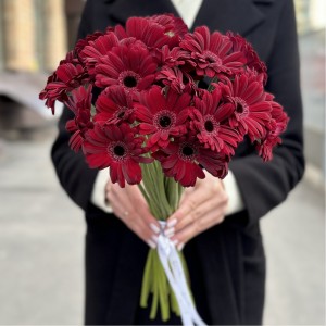 Бордовая гербера