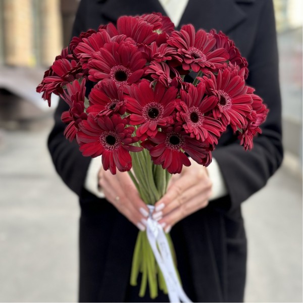 Бордовая гербера