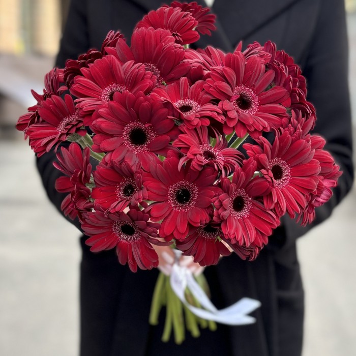 Бордовая гербера