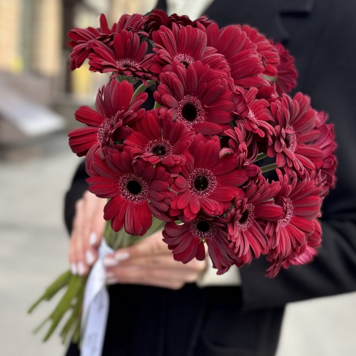 Бордовая гербера