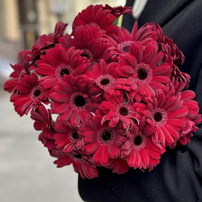 Бордовая гербера